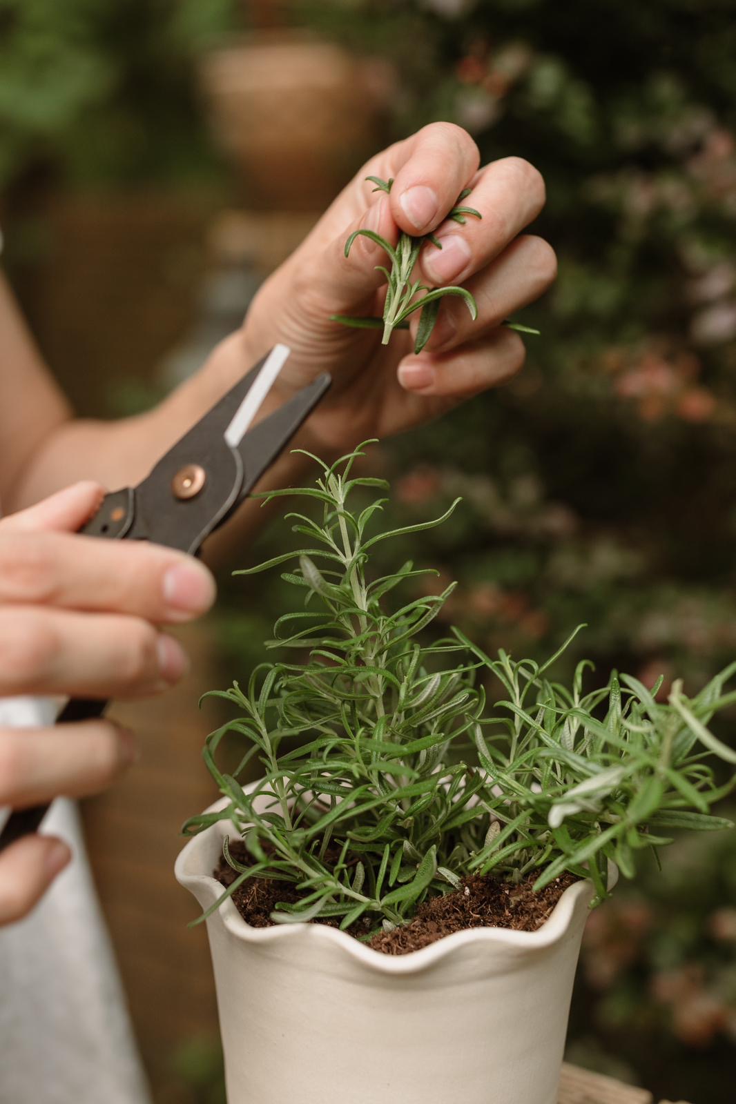 Herb Pot