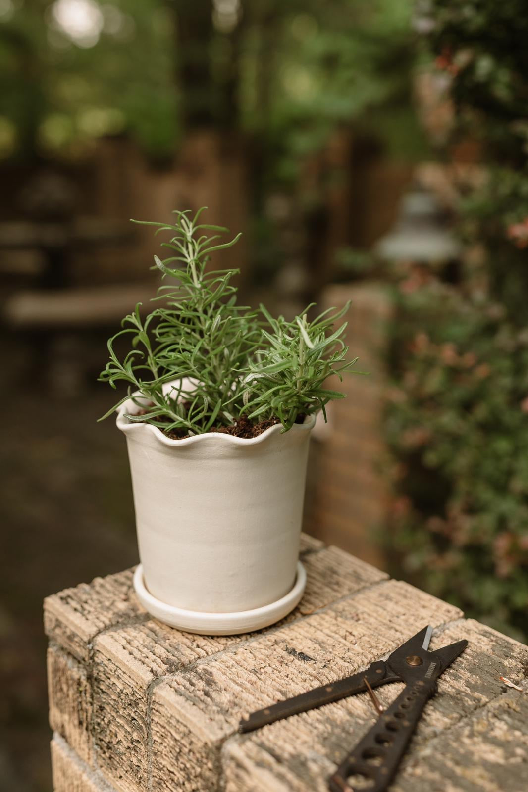 Herb Pot