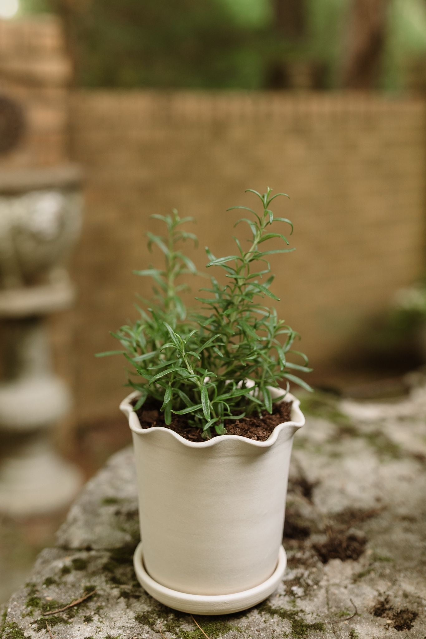Herb Pot