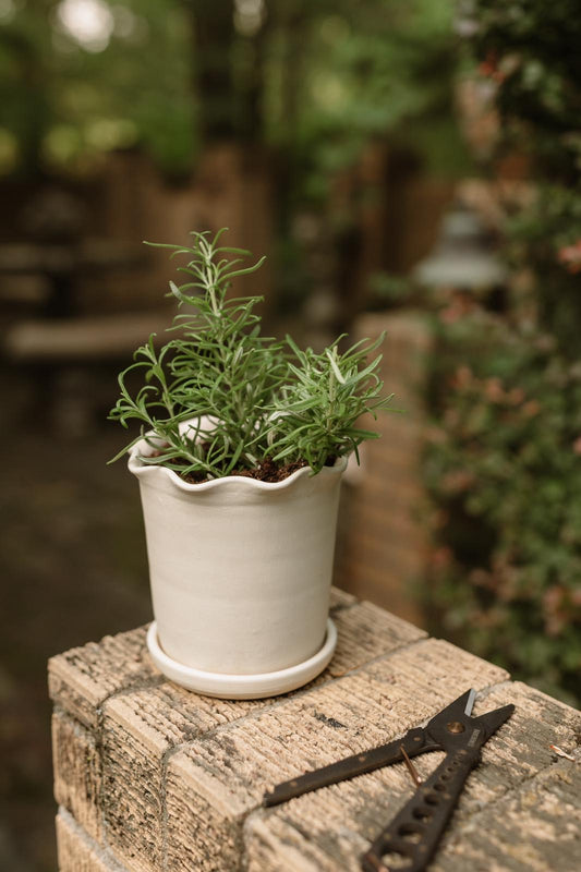 Herb Pot